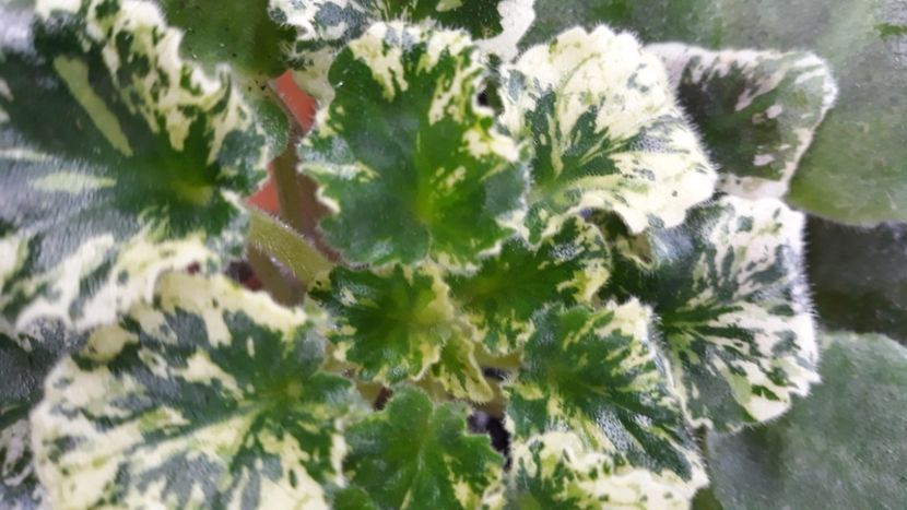  - 1 1 Violete Africane de Colecție