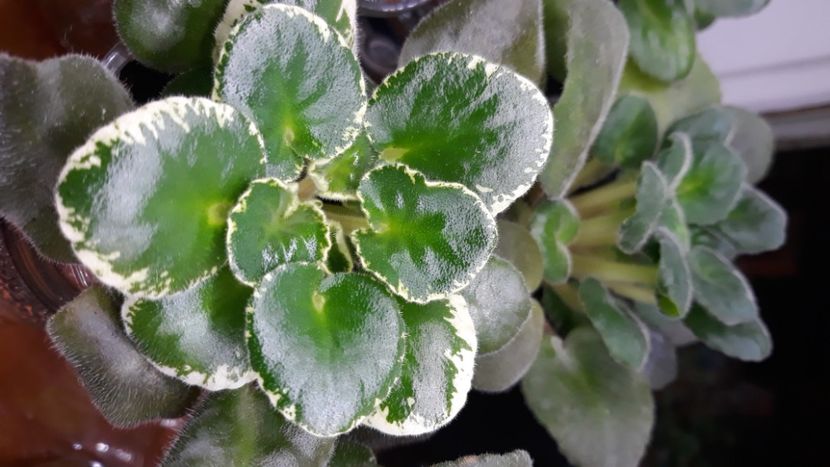  - 1 1 Violete Africane de Colecție