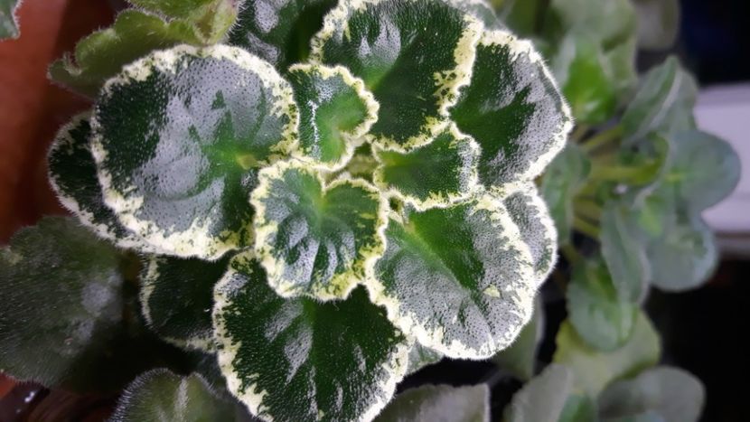  - 1 1 Violete Africane de Colecție