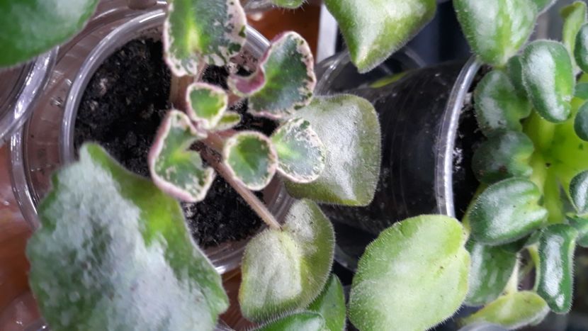  - 1 1 Violete Africane de Colecție