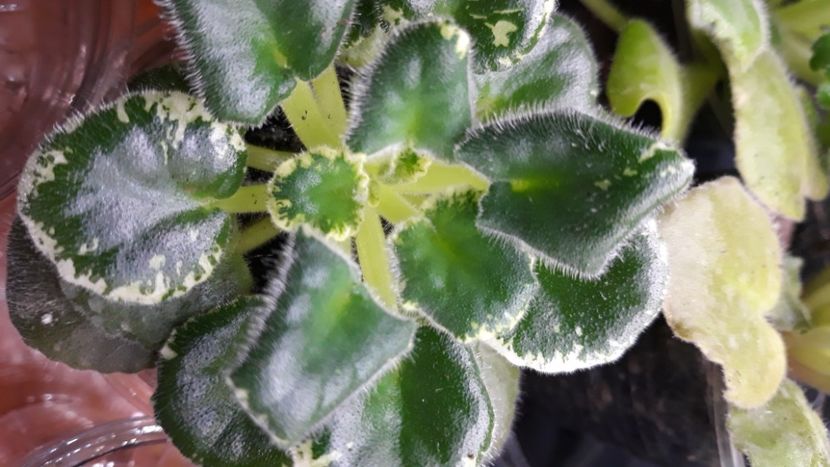  - 1 1 Violete Africane de Colecție