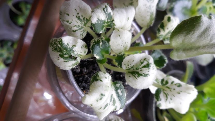  - 1 1 Violete Africane de Colecție