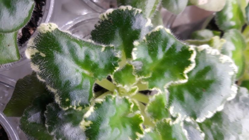  - 1 1 Violete Africane de Colecție