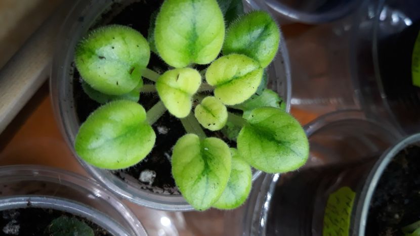  - 1 1 Violete Africane de Colecție