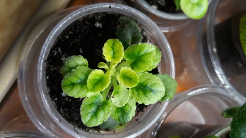  - 1 1 Violete Africane de Colecție