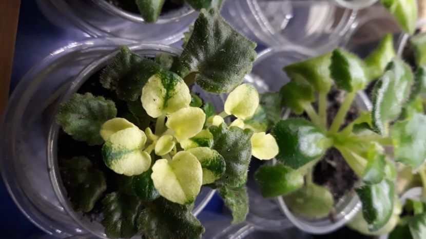  - 1 1 Violete Africane de Colecție