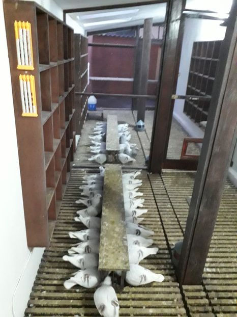  - Câțiva dintre porumbeii mei