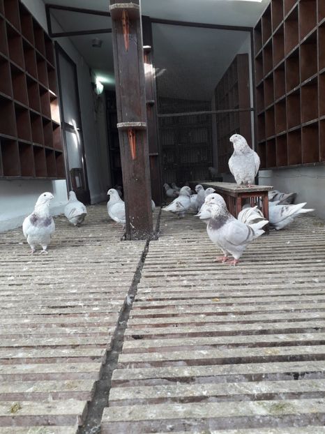  - Câțiva dintre porumbeii mei