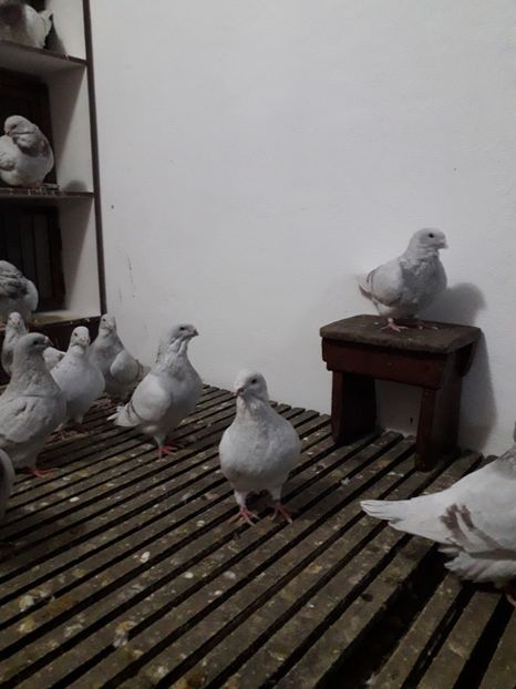  - Câțiva dintre porumbeii mei
