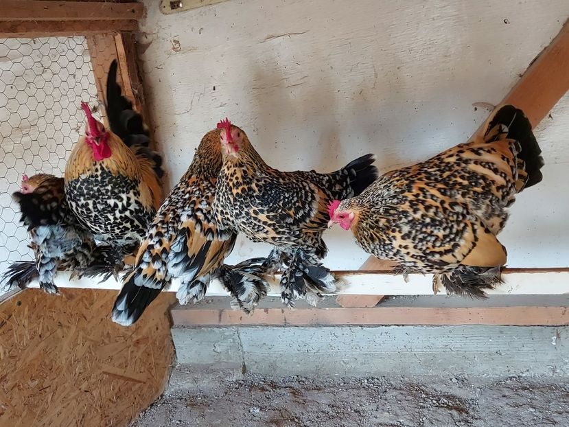  - Mii de flori lemon