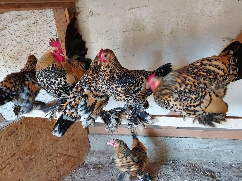  - Mii de flori lemon