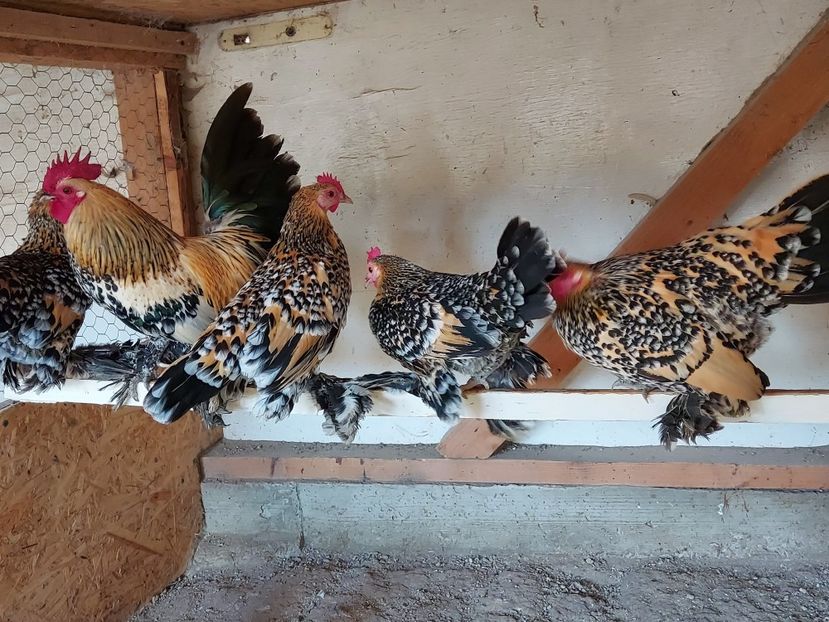  - Mii de flori lemon