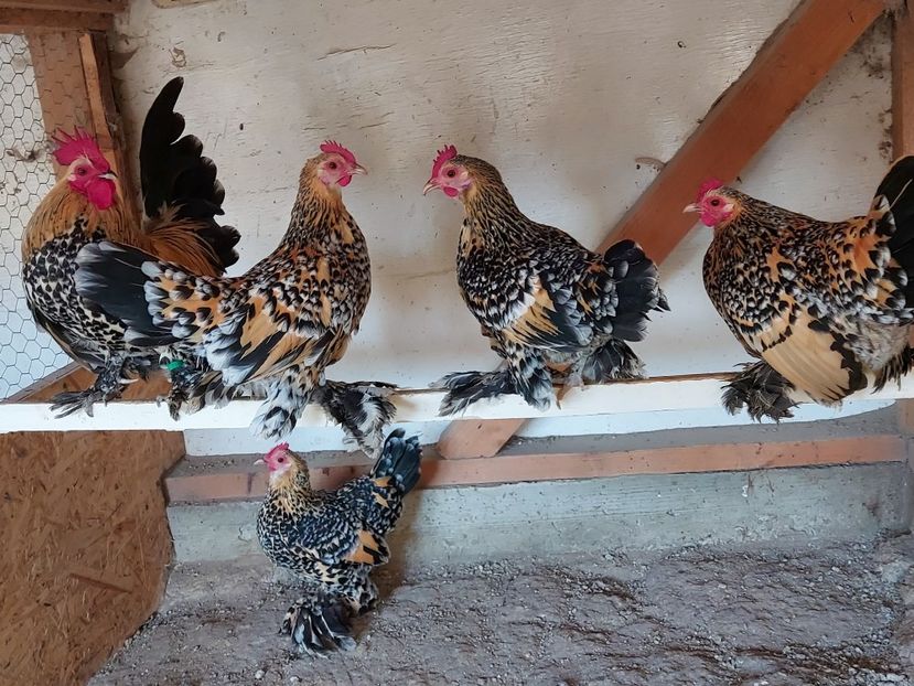  - Mii de flori lemon