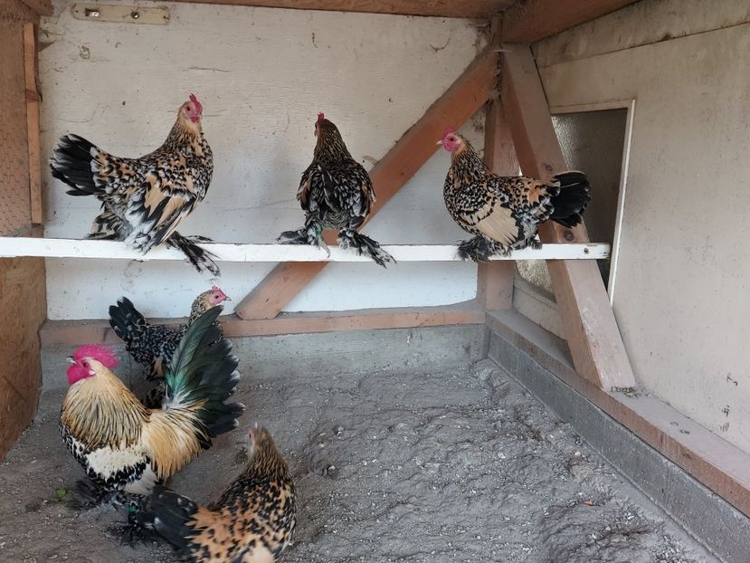  - Mii de flori lemon