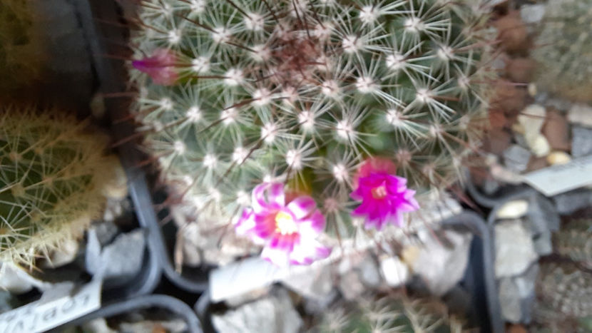 08.02.2021 - Mammillaria cv Ginsa Maru