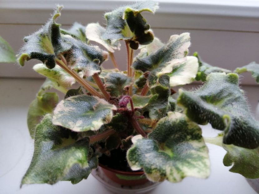  - Skagit VICTORY trail