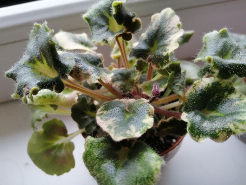  - Skagit VICTORY trail