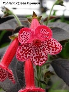 KOHLERIA QUEEN OLIMPUS - A aaa KOHLERII