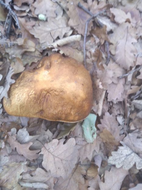  - Pădurea și frumusețile ei