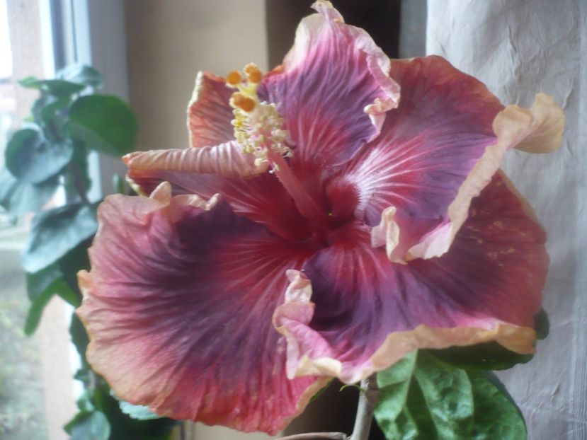 P1470428 - Bo Den Overlord Of Chu