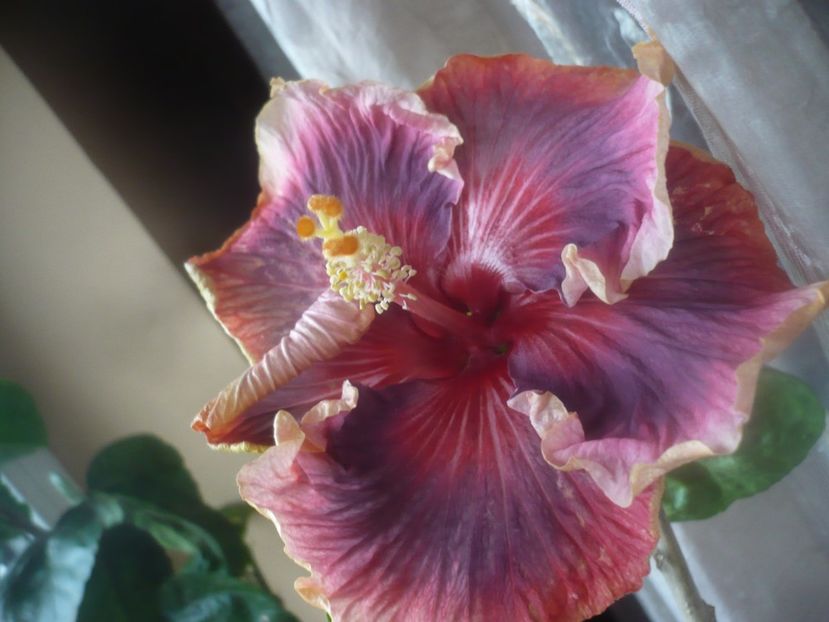 P1470430 - Bo Den Overlord Of Chu