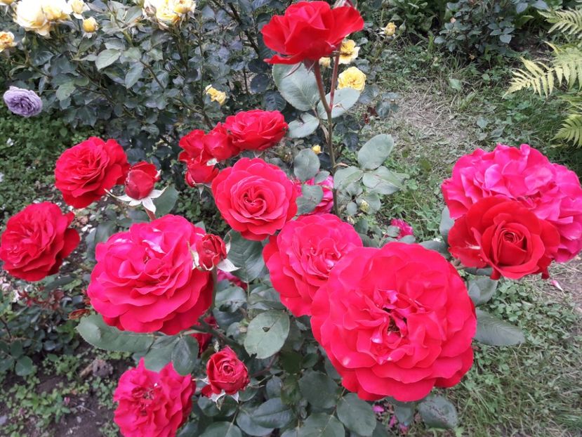  - TRANDAFIRI - 2020 -