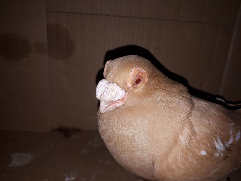  - K _ carunculați 2021