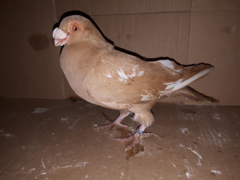  - K _ carunculați 2021