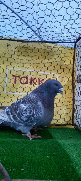 IMG-20210208-WA0021 - Vinduti dd