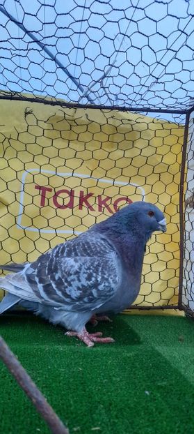 IMG-20210208-WA0020 - Vinduti dd