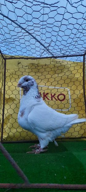 IMG-20210208-WA0014 - Vinduti dd