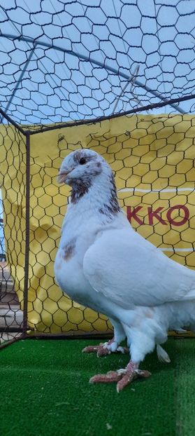 IMG-20210208-WA0013 - Vinduti dd