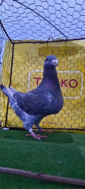 IMG-20210208-WA0011 - Vinduti dd