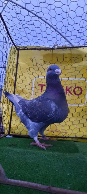 IMG-20210208-WA0009 - Vinduti dd