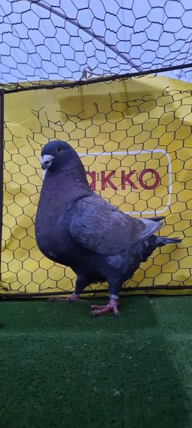 IMG-20210208-WA0006 - Vinduti dd