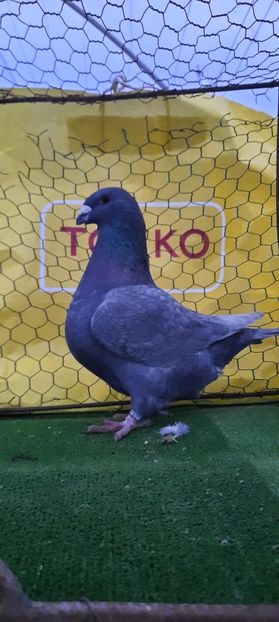 IMG-20210208-WA0005 - Vinduti dd