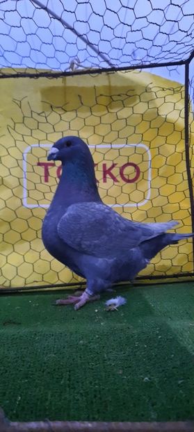 IMG-20210208-WA0004 - Vinduti dd