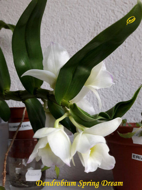 Dendrobium Spring Dream(9-02-2021) - Flori 2021