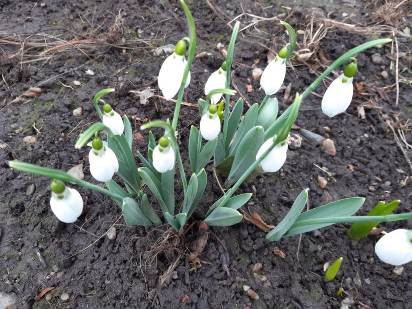  - Flori de Primavara _Vara 2020-2021