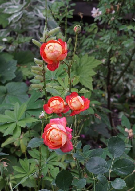  - Baby Romantica climber