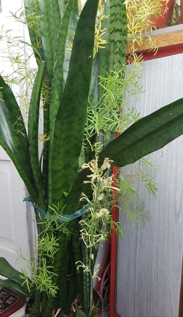 Sansevieria a terminat de inflorit deja - Florile mamei