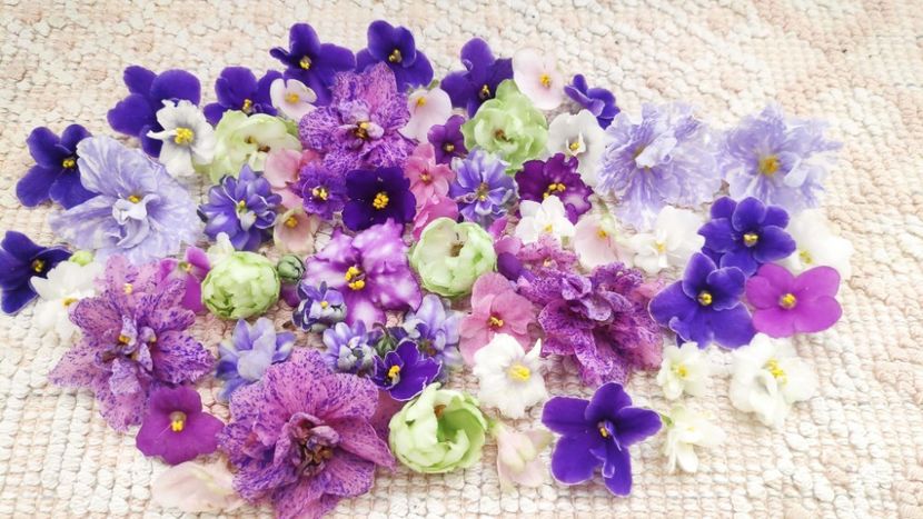 9 feb - AA VIOLETE de COLECTIE