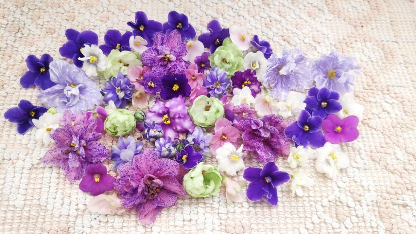 9 feb - AA VIOLETE de COLECTIE