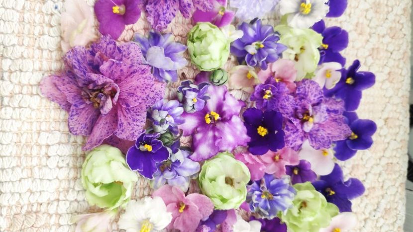 9 feb - AA VIOLETE de COLECTIE