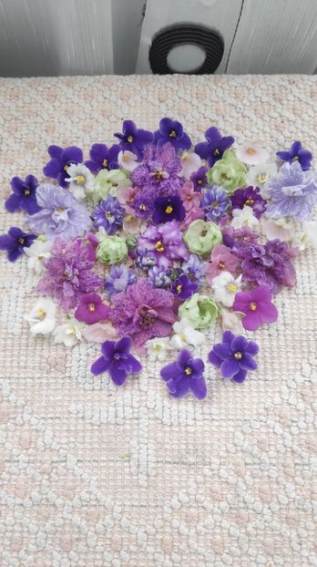 9 feb - AA VIOLETE de COLECTIE