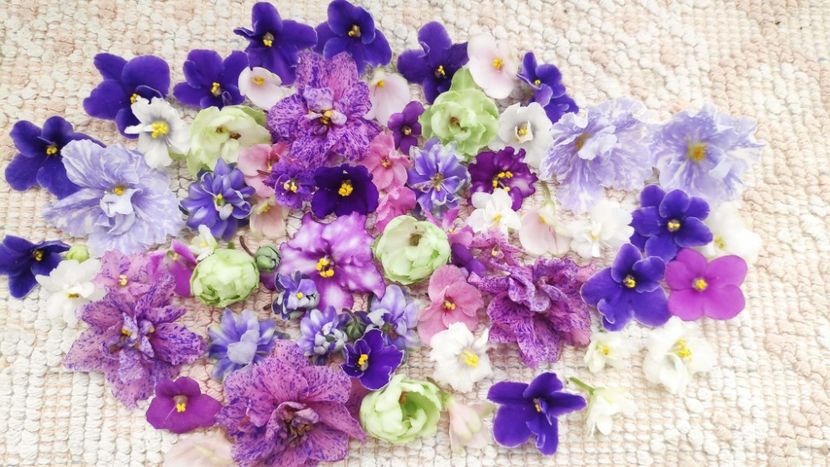 9 feb - AA VIOLETE de COLECTIE