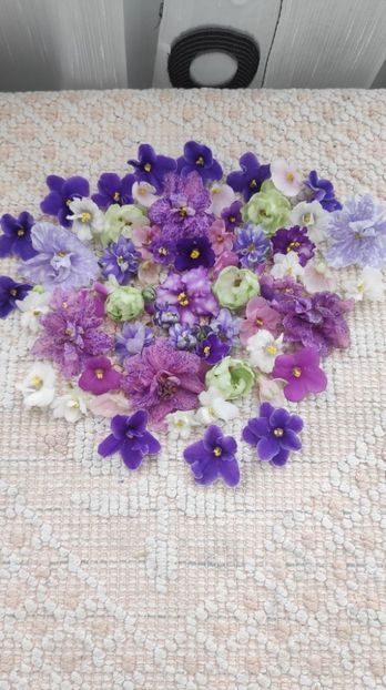 9 feb - AA VIOLETE de COLECTIE