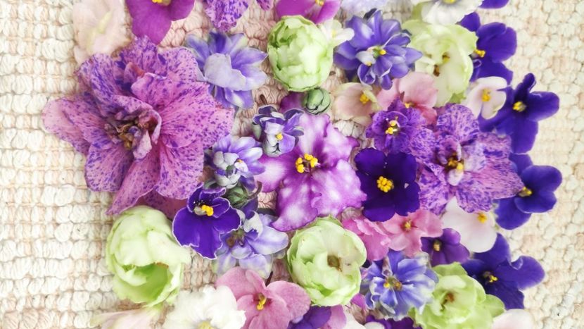 9 feb - AA VIOLETE de COLECTIE