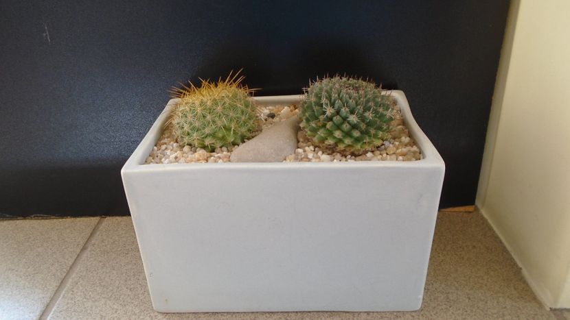 Grup de 2 Mammillaria - Cactusi 2020 final de an