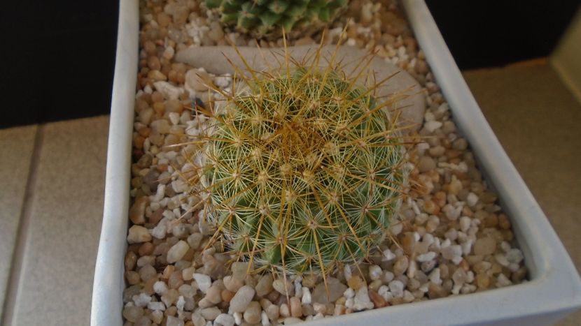 Mammillaria petterssonii (huiguerensis), Jalisco, Zacatecas - Cactusi 2020 final de an